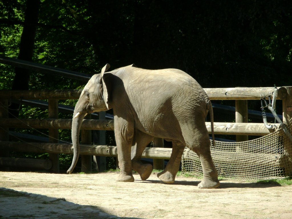 Ort: Wuppertaler Zoo ,Ein Elefant geht spazieren ,am 15.8.2009