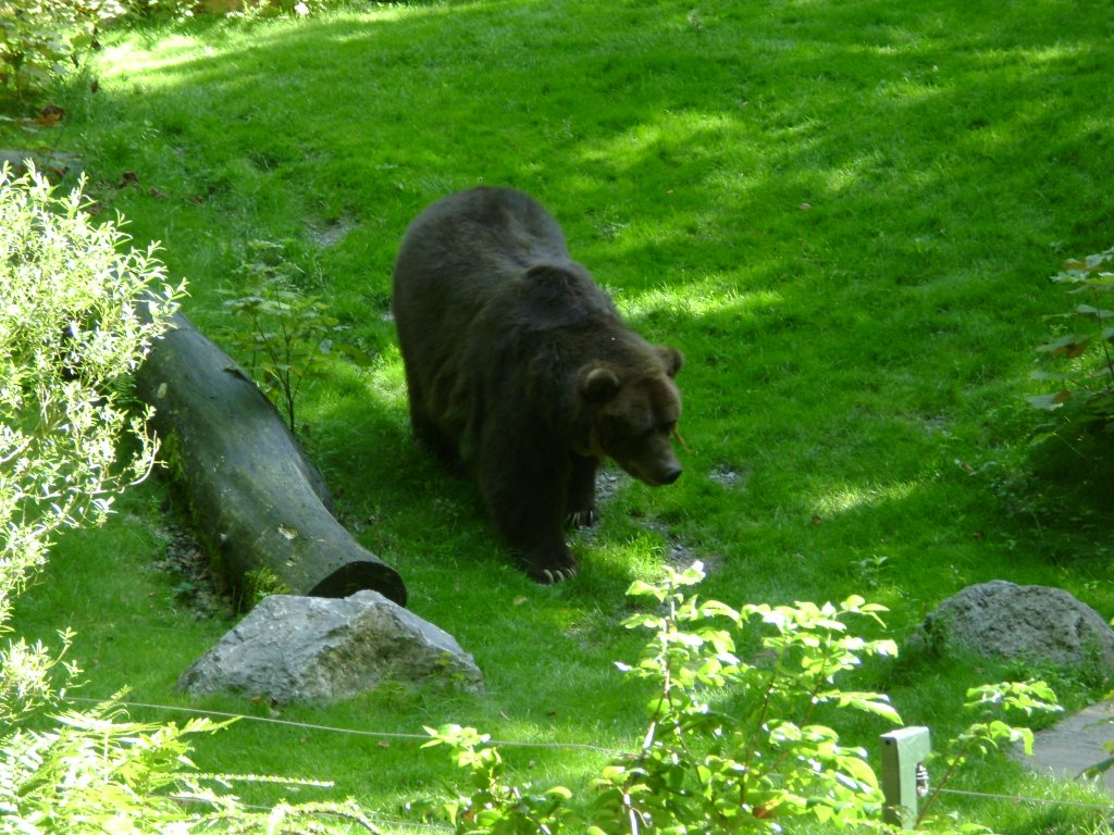 Ort: Wuppertaler Zoo,das ist ein braun Br geht spazieren
am 15.8.2009
