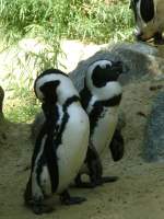 Ort:Wuppertaler Zoo,2 kleine Pinguine warten hier aufs fressen,  am 15.8.2009