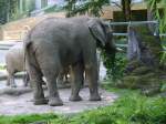 Ort:Wuppertaler Zoo,ein Elefant frisst gerade,am 15.8.2009