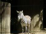 Eigene Bilder/91386/ort-wuppertaler-zooein-zebra-schaut-in Ort: Wuppertaler Zoo,ein Zebra schaut in die gegend rum ,am 15.8.2009