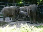 Eigene Bilder/91387/ort-wuppertaler-zooelefanten-fressen-um-die Ort: Wuppertaler Zoo,Elefanten fressen um die wette,am 15.8.2009