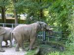 Ort: Wuppertaler Zoo ,auch ein Elefant hat  hunger,  am 15.8.2009