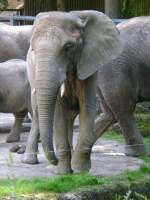 Ort: Wuppertaler Zoo,hier schaut ein Elefant zu uns rber ,  am 15.8.2009